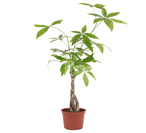Shop Succulents | Standing Collection | Hand Selected, Air Purifying Live Pachira Aquatica Money Indoor House Plant In 4" Grow Pot, 6 Inch, Mix #TOP3