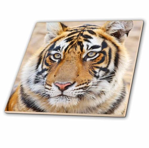 3dRose Royal Bengal Tiger, Ranthambhor National Park, India-AS10 JRA0271 - Jagdeep Rajput 4 Inch Ceramic Tile