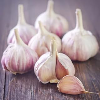 German Red Hardneck Garlic Bulbs - 4 Fresh Garlic Bulbs for Planting Outdoors