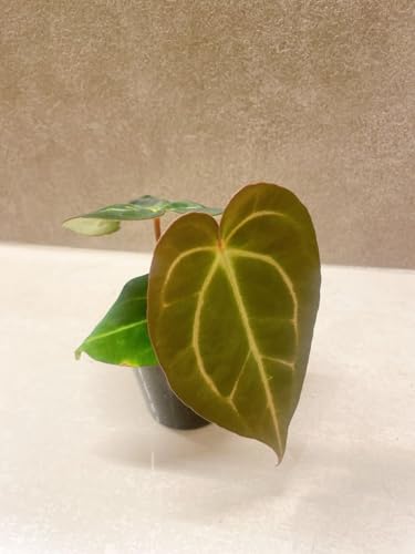 観葉植物 アンスリウム 3号」の人気商品一覧 | 安い商品を通販サイト
