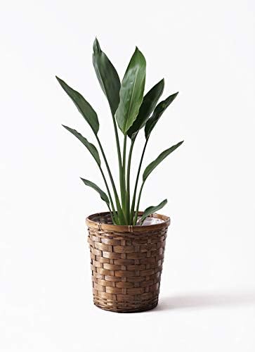 Amazon Hitohana ひとはな ストレリチア ストレチア レギネ6号 竹バスケット 観葉植物 オンライン通販