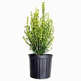 Wintergreen Boxwood (2.5 Gallon) Low-Maintenance Evergreen Hedge Shrub - Full Sun Live Outdoor Plant