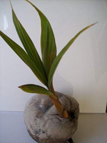 Sophisticate Organic Seeds: Yellow Coconut Palm Tree Exotic Palm - Miami Yellow Coconut Sprouted Tree Live #TOP14