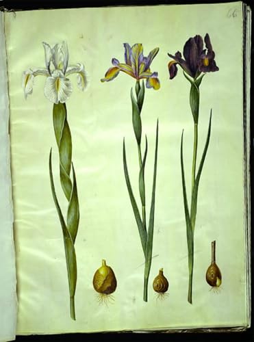 Cuadro en lienzo vertical de 60x90cm con diseño botánico clásico para el dormitorio