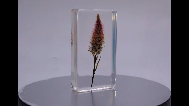 Image of 2.8 inch Real Flamingo Feather Wheat Celosia in Crystal Clear Lucite Resin Paperweight Botanist Herb Herbarium Collection Mother's Day, Anniversary, Wedding Gift Botany Ornament Display Paperweight