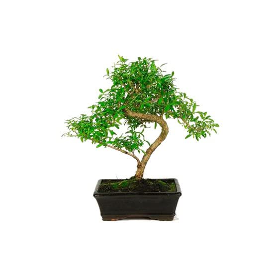 Bonsái de Serissa Phoetida o Serissa Japonica Natural