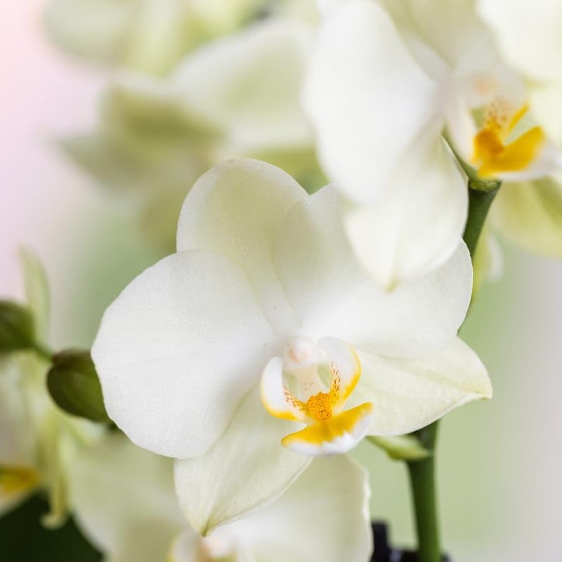 Orquídea Lausana blanca de 9 cm de diámetro, 2 orquídeas – Maceta blanca Diabolo Twin White – Orquídeas en flor exuberante arreglo para alféizar de ventana y mesa – Regalo elegante para el hogar