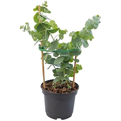 Winter Hardy Eucalyptus cinerea Tree Cover