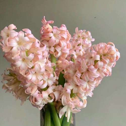 bulbos de jacinto flores resistentes plantas de cobertura del suelo resistentes, plantas de interior bulbos de flores de primavera perennes, flores decoración hierbas plantas Los 2pcs