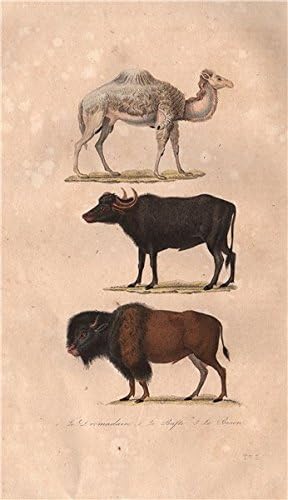 Amazon 潤滑を解き放ちましょう ドロマデール 医薬品 バフ バッファロー バイソン Buffon 17 古いプリント アンティークプリント ヴィンテージプリント Mammals アートプリント インテリア オンライン通販