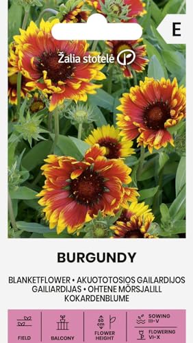 Zalia stotele | Gaillarde - BURGUNDY Graines de fleurs | Vivace ornementale aux fleurs rouge vin et bord jaune | Floraison dès la première année | Pour emplacements ensoleillés | 1 sachet