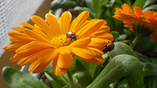 Insect Frass : Organic Fertilizer: 10 Pounds - Image 5