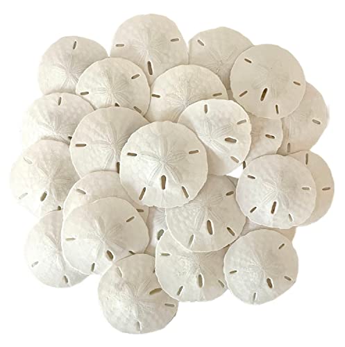 Real Sand Dollars for Crafts Natural White Florida Sanddollars 12 pack