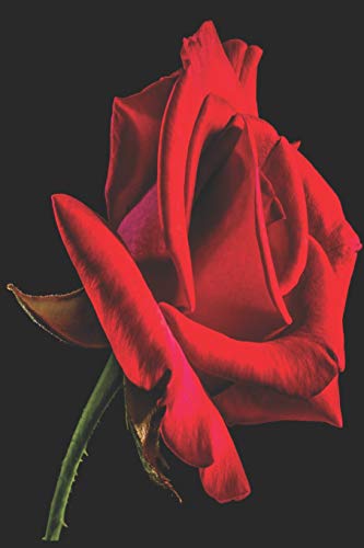 Notes: Lined Notebook | 120 Pages (6 x 9 inches) | Ruled Writing Journal With A Vibrant Red Rose Against A Black Background Cover image 3