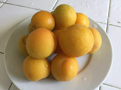 Flavorella Plumcot Interspecific 3 Scion Cuttings for Grafting, Shipped Wrapped â€“ F06