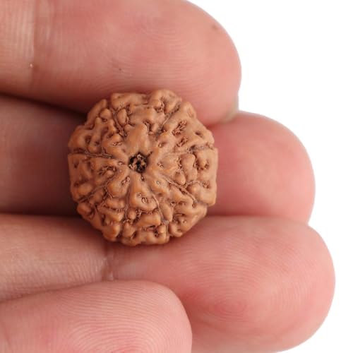 Image of Vado Certified 8 Mukhi Jawa Rudraksha with Authentic Lab Certificate Natural Indonesian Beads (8 Mukhi)