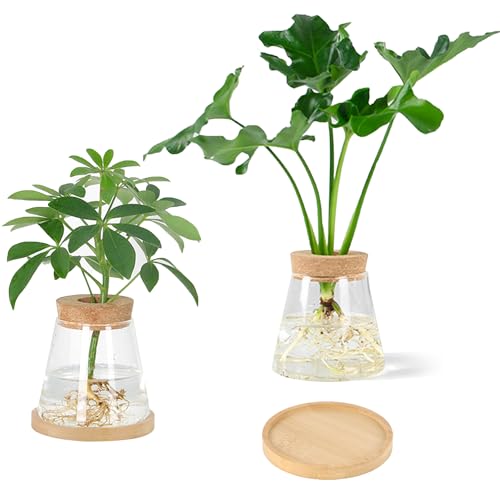 Ezydka 2 Piezas Estación De Propagación de Plantas, Florero de Vidrio para Plantas, Maceta de Vidrio, Jarrones Hidropónicos de Vidrio con Corcho, Decoración de Oficina en el Hogar