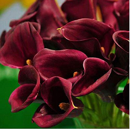 Semi di GERMINAZIONE: 8 Birnen: Calla-Lilien-Birnen, besondere Calla-Lilien-Blumen, Calla-Lilien-Pflanze, Seltene Calla-Birnen