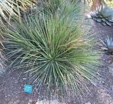 Agave Striata VAR. Striata 15 Seeds
