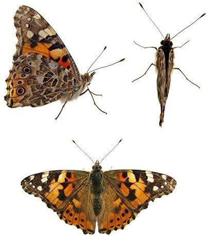 Nature Gift Live Butterfly Growing Kit: Other Kits Ship Caterpillars Separately. We Include 5 Live Caterpillars, get Started Right Away!