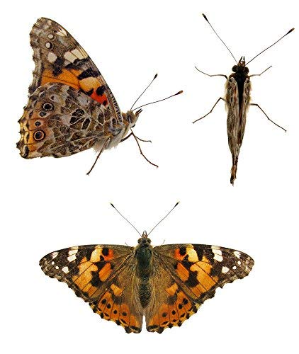 Nature Gift Store 5 Live Caterpillars Shipped Now- Butterfly Kit Refill #TOP5