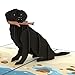 Imagen de Lovepop® Tarjeta desplegable 3D con diseño de perro labrador negro para cualquier ocasión