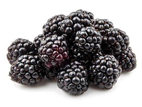 Fresh Blackberry Import 125g