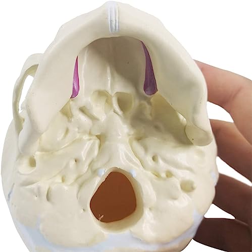 Image of ✮ Fetus Skull Model ✮ With Articulating Jaw ✮ Premium Anatomical Model