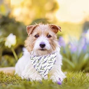   Spring-Dog-Bandanas-Reversible-Dual-Layer-Lavender-and-Butterfly-Design-2-Pack-Purple-Plaid-Square-Dog-Kerchief-Adjustable-Triangle-Holiday-Scarves-for-Dogs-Gifts