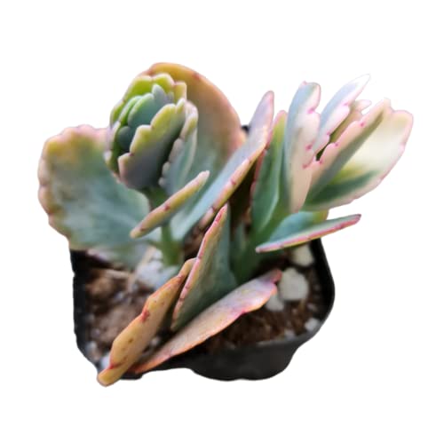 FOLIAGEMS Kalanchoe Fedtschenkoi Lavender Scallops