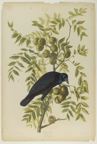 Tableau corbeau John Audubon poster vintage décoration chambre affiche nature 60x90