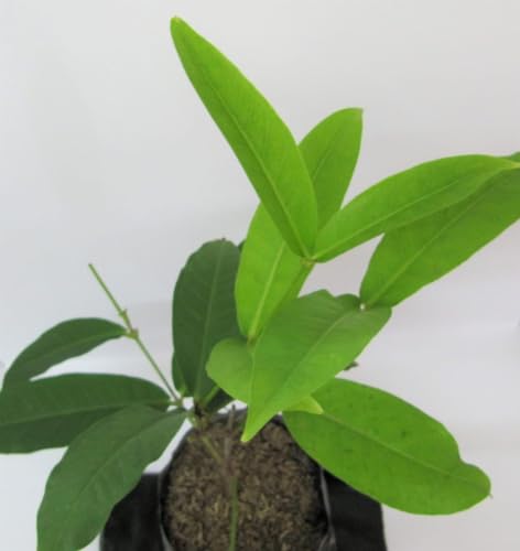 Java Apple (Jamrul) Fruit Plant - Exotic Tropical Fruits for Your Garden