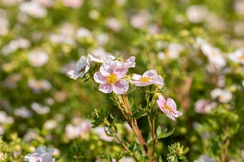 Potentilla fruticosa 'Pink Queen' 30-40 cm – Winterhart, Mehrjährig, Pflegeleicht – Fingerstrauch – Zierstrauch für Beet & Garten