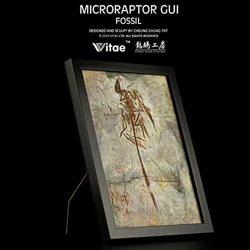 Microraptor Fossil Dinosaur Model Collector Home Decor Photo Frame Gift