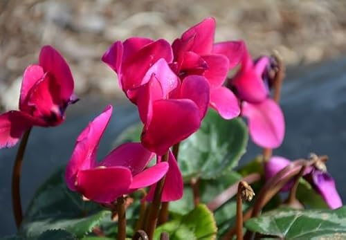 100 graines de fleurs de cyclamen roses fraîches et neuves