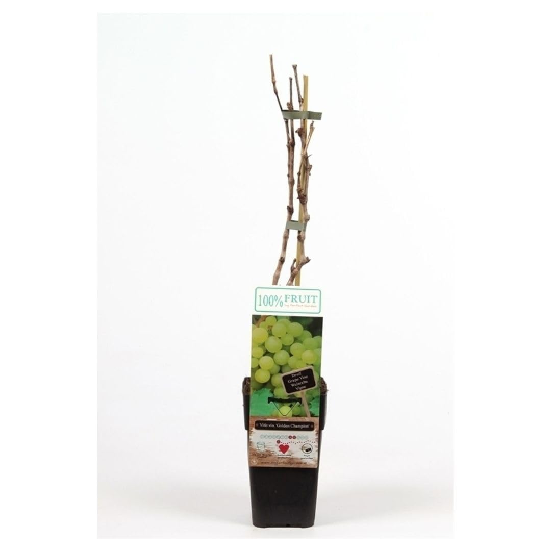 Grape 'Golden Champion' - Richly Flavored Table Variety | Large, Golden Yellow Grapes | High Yield and Disease Resistance - 1x 15cm Potted Plant by Thompson & Morgan