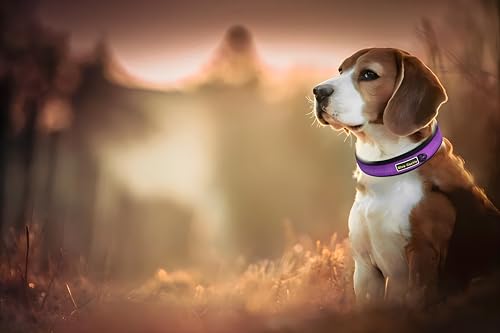 Reflective Dog Collar, Comfy Soft Neoprene Padded - Image 3