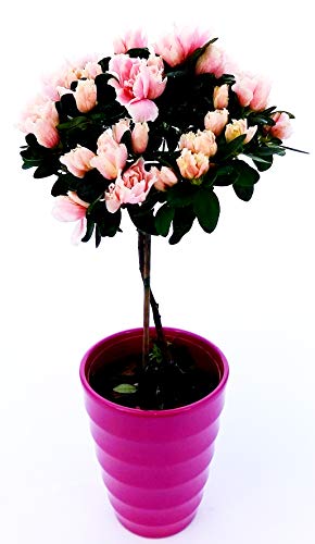 POWERS TO FLOWERS - AZALEA ALBERELLO ROSA CHIARO IN VASO CERAMICA FUCSIA BIANCO A CERCHI CONCENTRICI, pianta vera