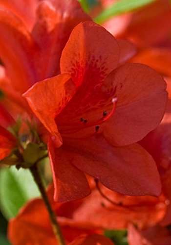 Encore Azalea Autumn Bravo (2 Gallon) Red Flowering Shrub - Full Sun Live Outdoor Plant Perennial Evergreen