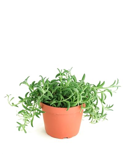 Shop Succulents String of Bananas Hanging Succulent, Senecio Radicans, Fully Rooted Live 4' Succulent Plant, Low Maintenance Indoor Plant, Trailing Succulents, Gift & Garden