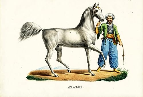 Toile animal arabe décoration mural de salon avec portrait d'art 60x90cm