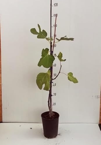 Albero Fico Domenico Tauro - Età 1 anno