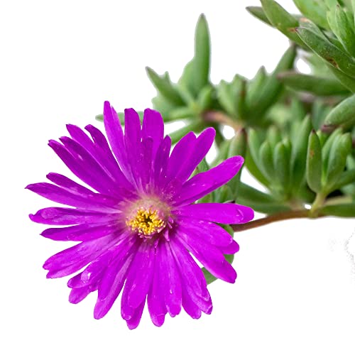 Mesem Natural Planta Suculenta Resistente y Fácil de Cuidar - Flores Violetas