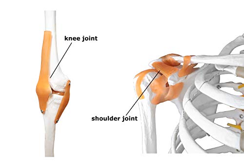 Vision Scientific Vas215-Dc Medical Grade, Full Size Skeleton W Hand Painted Muscles & Ligaments | Thick Zip Dust Cover | Skeleton Wired For Natural Movement | Mounted On Roller Stand W Manual #TOP4