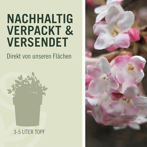 Schneeballpflanze Charles Lamont – Winterschneeball im Garten