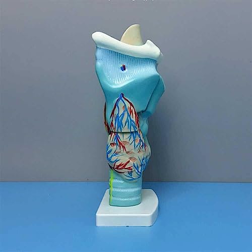 Modèle larynx magnifié anatomie AMITD détachable pour enseignement - 8