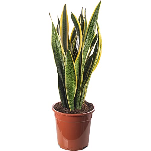 Schlangenpflanze Sansevieria hohe Zimmerpflanzen exotische große Bäume für Ihr Zuhause.