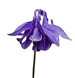 2500 Vivid Blue European Columbine Seeds - A Favorite Perennial Wildflower - 12