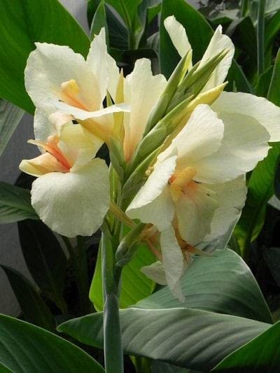 Oakwood Farms� | Canna Lily Flower Bulbs | for Indoor & Outdoor | 100% GERMINETION | Easy to Grow in All Season |Color-White | Pack of 2