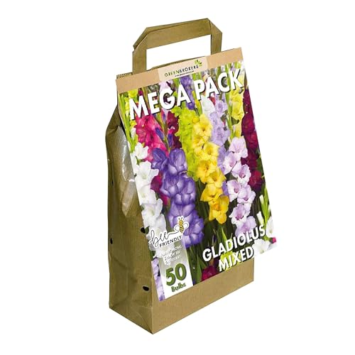 GreenBrokers Mega Pack Gladioli Mixed Summer Flowering Bulbs (50 Bulbs) Bee & Butterfly Friendly